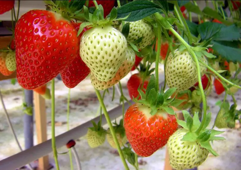 Types of Strawberries