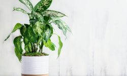 Dieffenbachia Care and Growing Guide (Most Detailed)