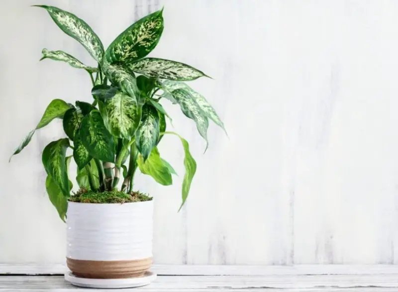 Dieffenbachia Care