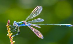 Dragonfly Spiritual Meaning: Hidden Symbolism You Must Know