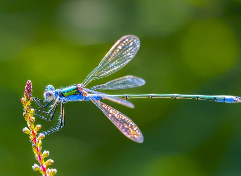 Dragonfly Spiritual Meaning