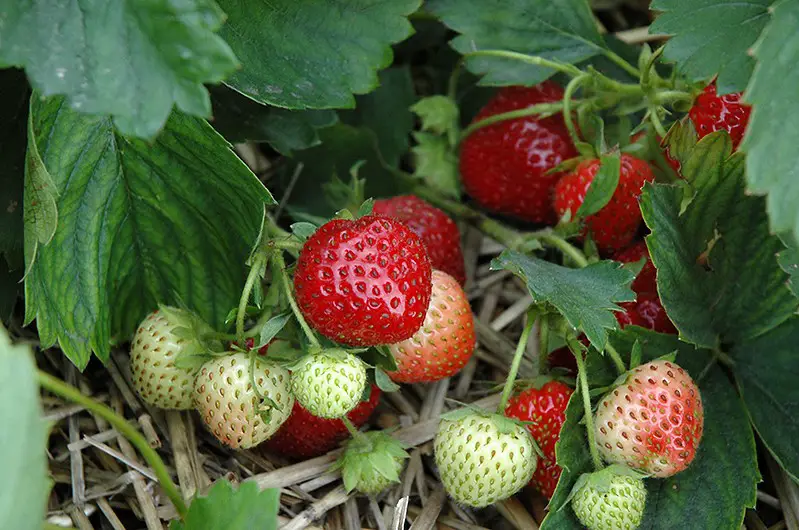 Types of Strawberries