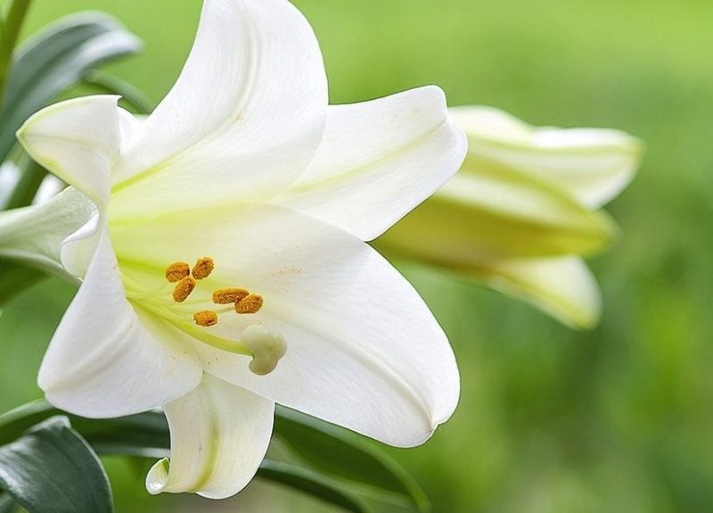 Easter Lily