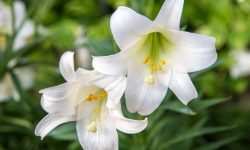 Easter Lily (Lilium longiflorum) Care and Growing Guide