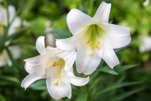 Easter Lily