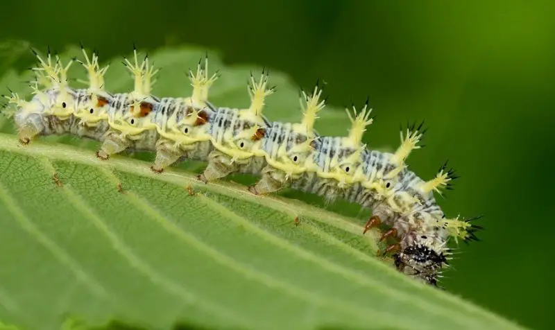 Yellow Caterpillars with Black Spikes