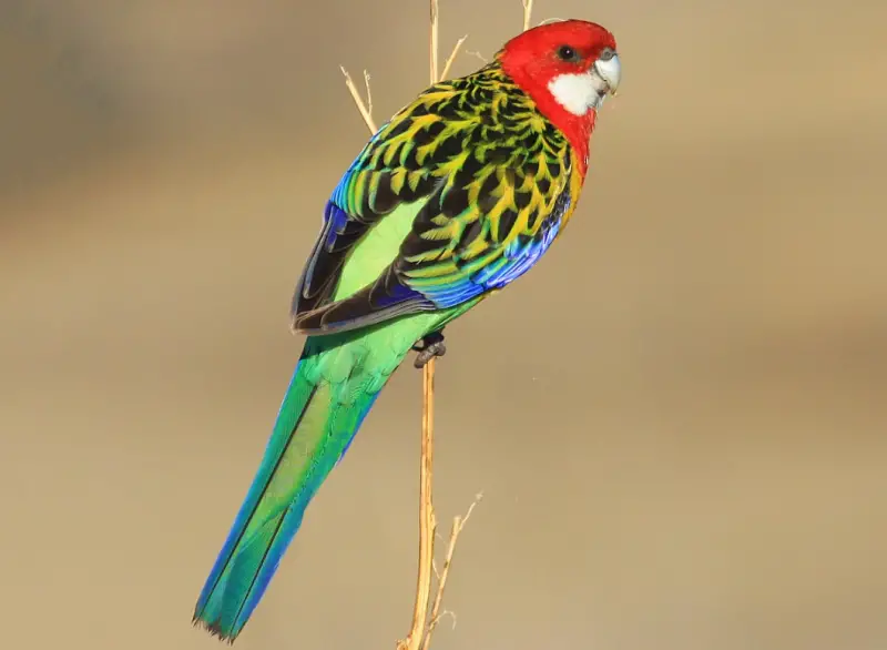 Bird with Red Head