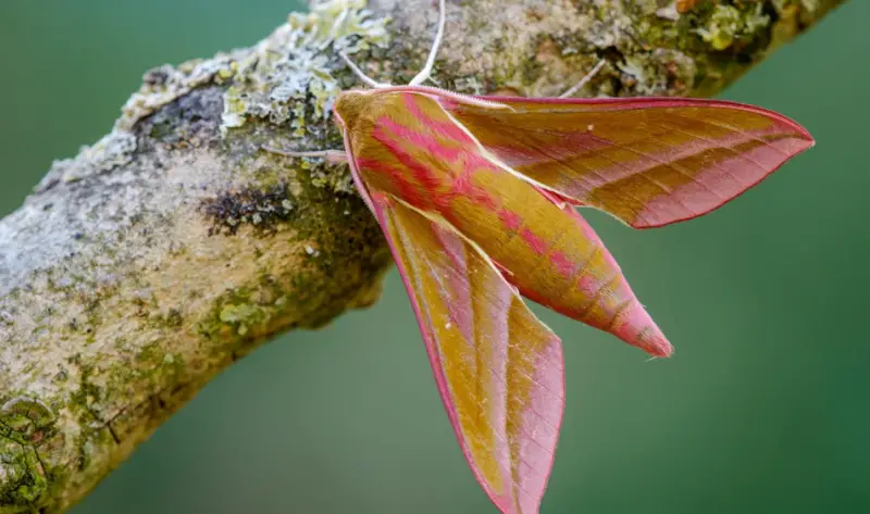 Pink and Yellow Moths