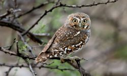 20 Popular Types of Owls (With Pictures and Identification)