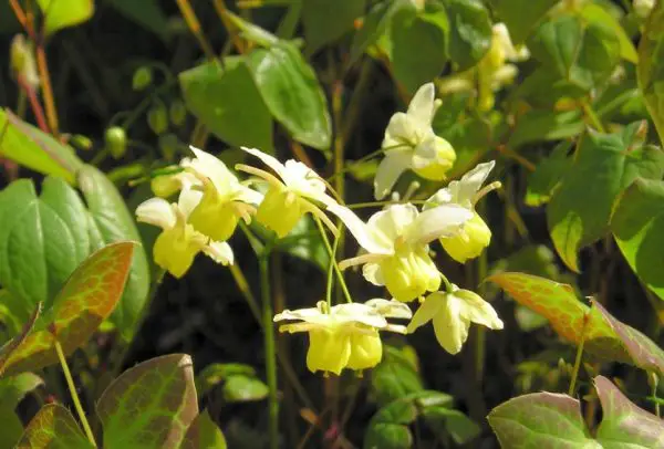 Flowers That Grow in Shade