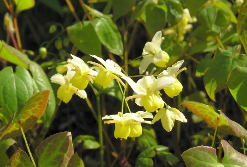 flowers that grow in shade