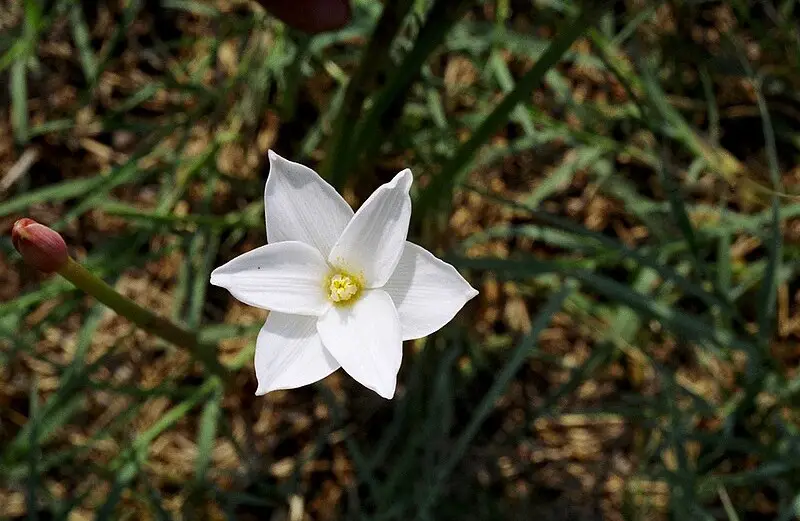 Flowers That Bloom at Night