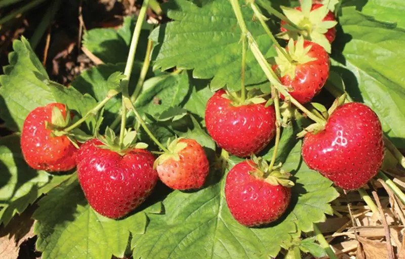 Types of Strawberries