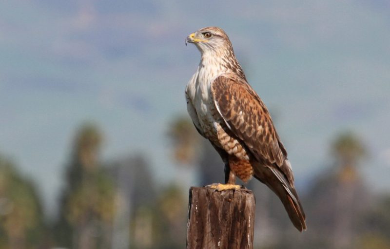 Types of Hawks