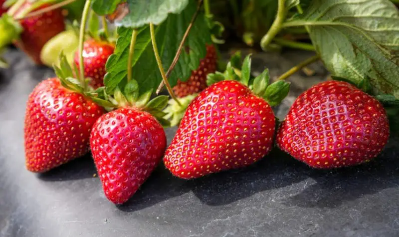 Types of Strawberries