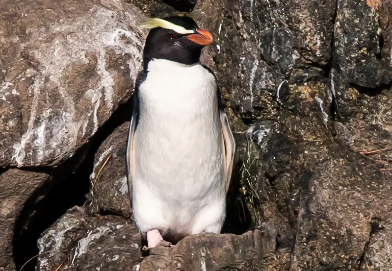 Types of Penguins