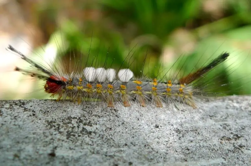 Yellow Caterpillars with Black Spikes