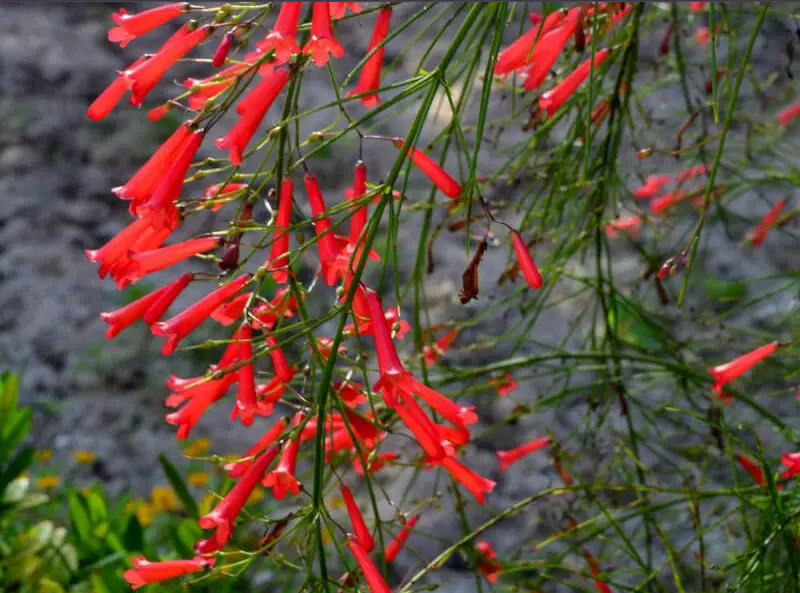 Perennial Flowers That Bloom All Year