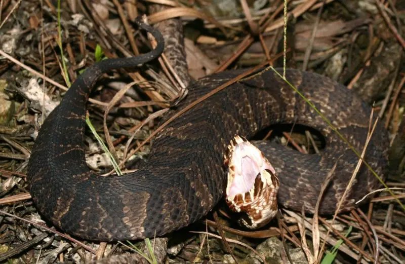 Snakes in Florida