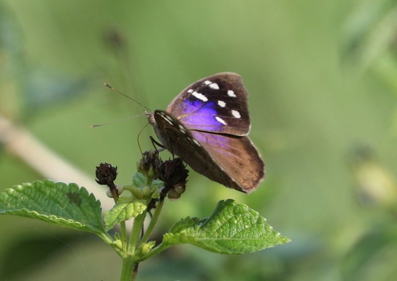 Black and Blue Butterfly