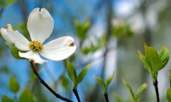 Flowering Dogwood (Cornus florida) Care and Growing Guide