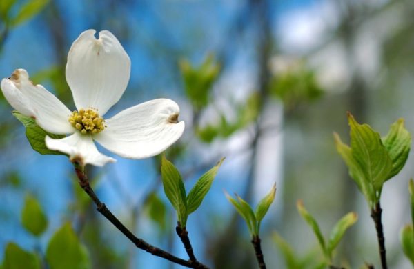 Flowering Dogwood