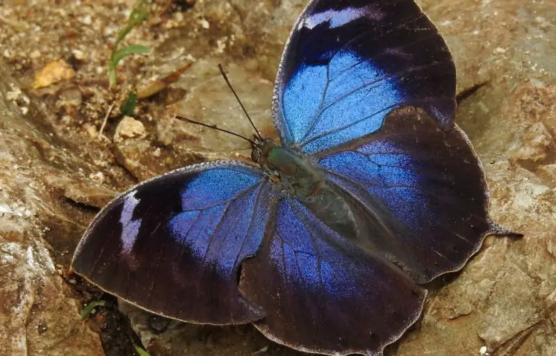 Black and Blue Butterfly