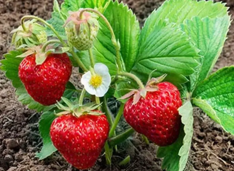 Types of Strawberries