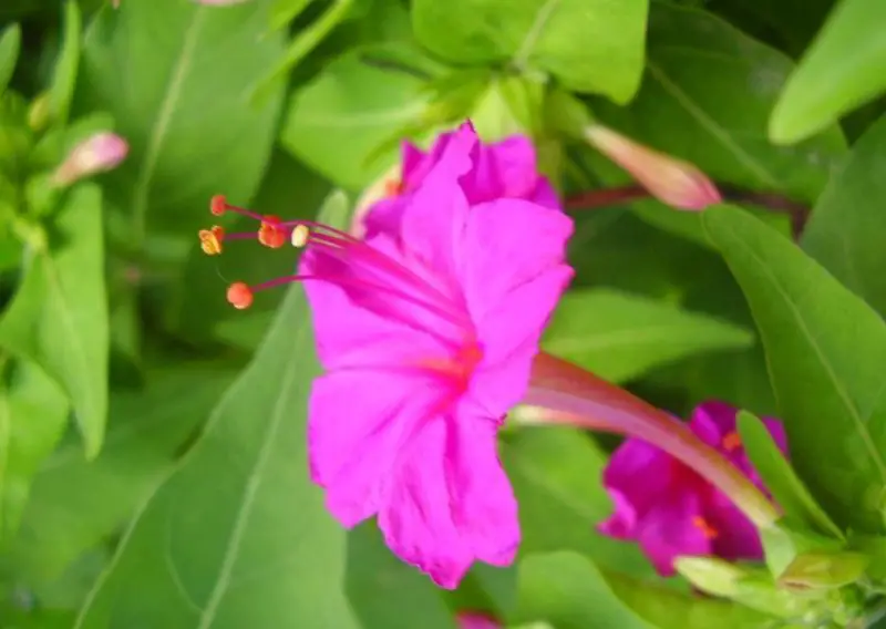 Flowers That Bloom at Night