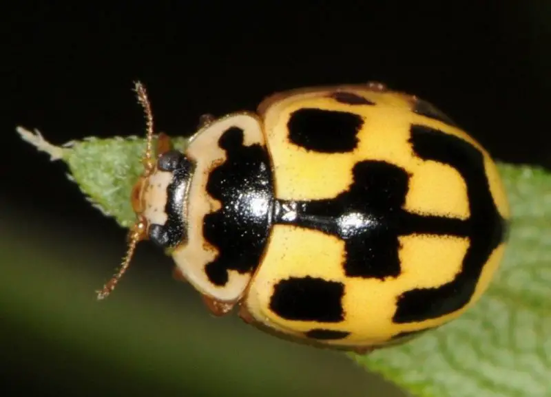 Yellow Ladybugs