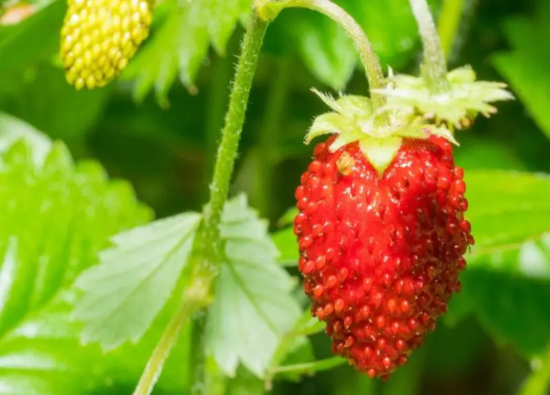 Types of Strawberries