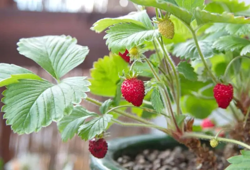 Types of Strawberries