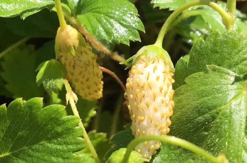 Types of Strawberries