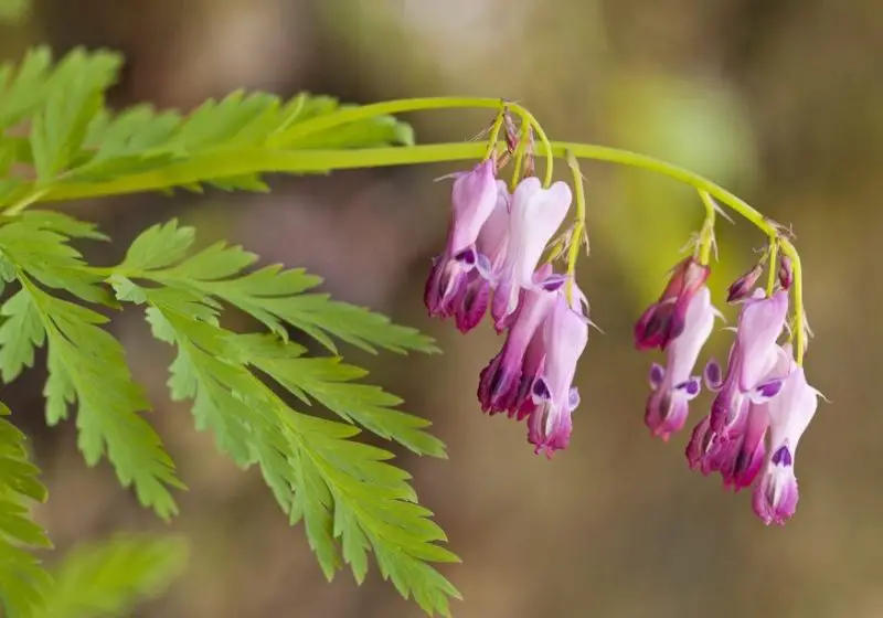 Perennial Flowers that Bloom All Summer