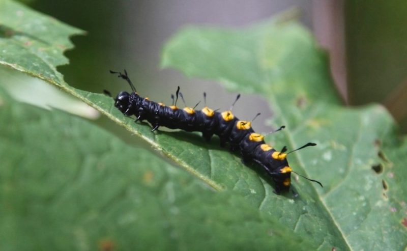 Yellow Caterpillars with Black Spikes