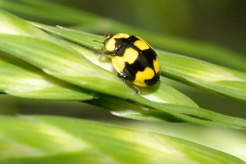 Yellow Ladybugs