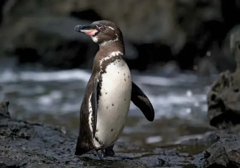 Types of Penguins