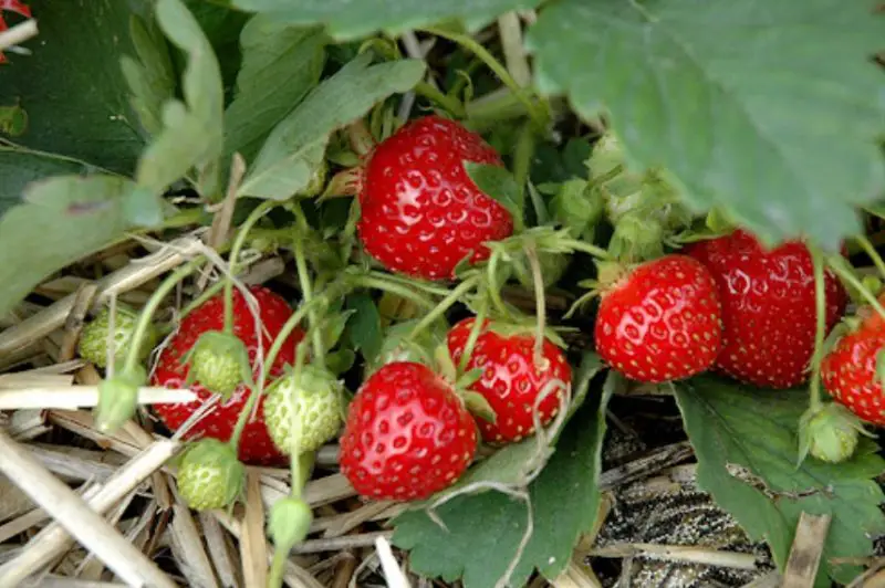 Types of Strawberries