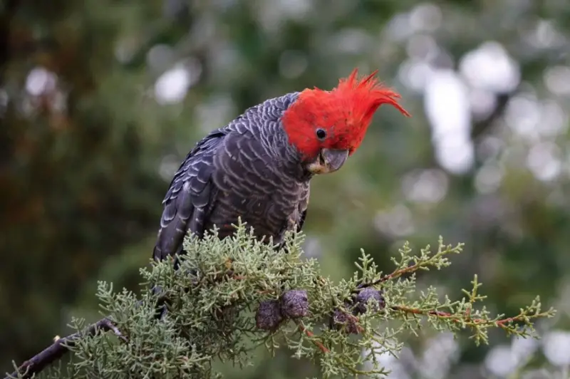 Bird with Red Head