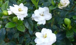 Gardenia jasminoides (Cape jasmine) Care and Growing Guide