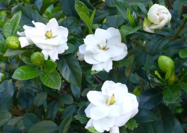 Gardenia jasminoides