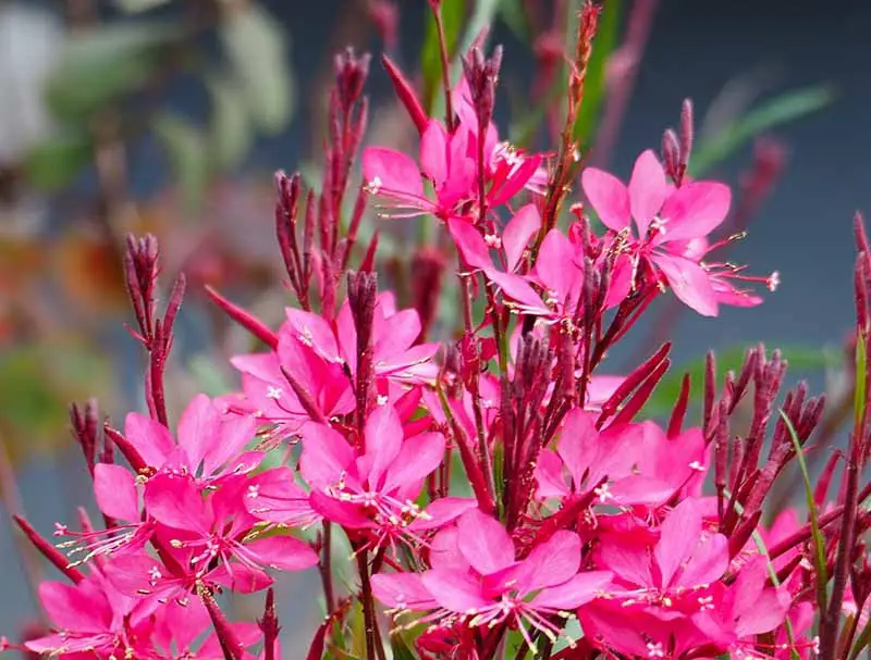 Perennial Flowers That Bloom All Year