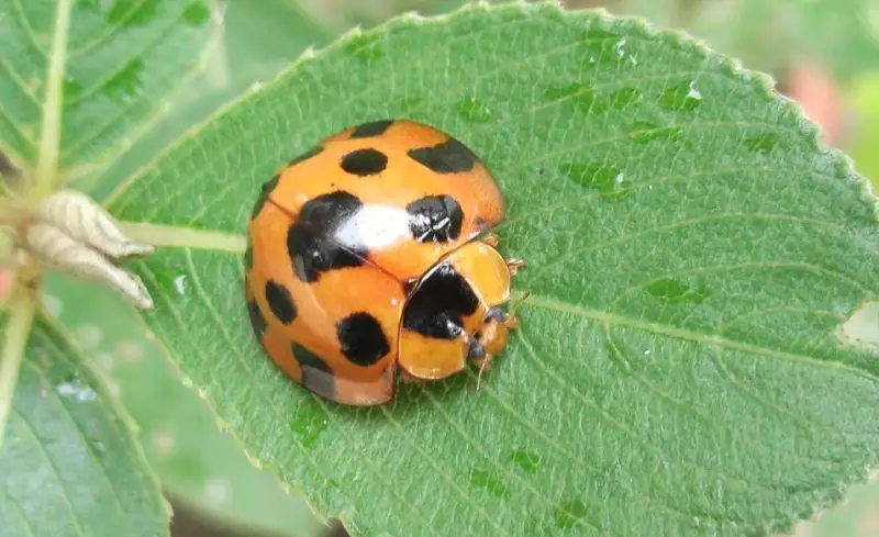 Yellow Ladybug