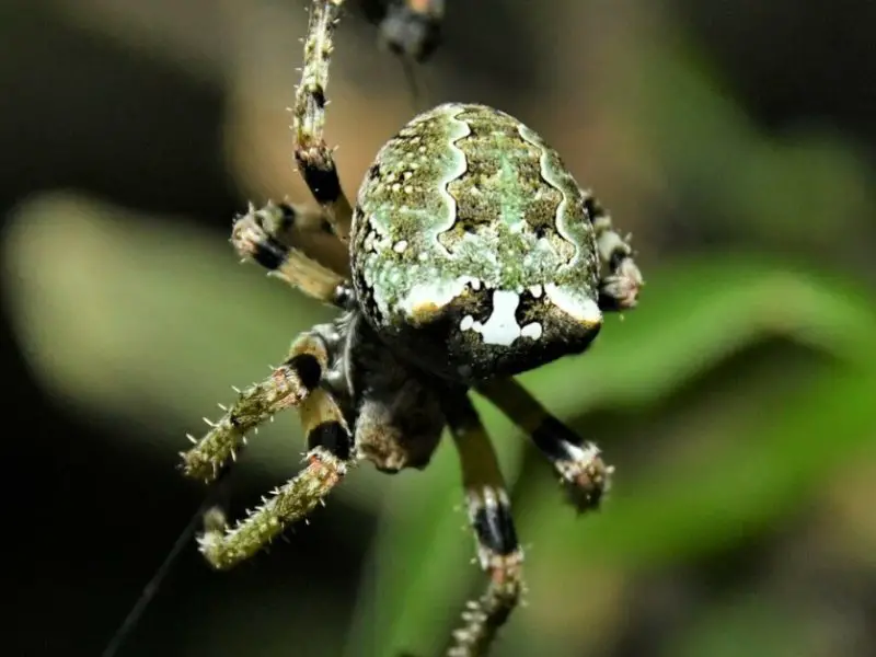 Texas Spiders