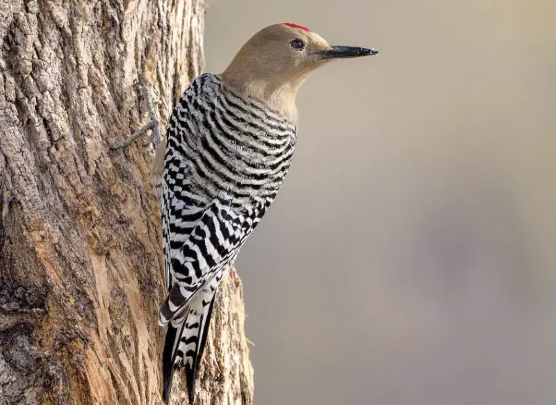 Types of Woodpeckers