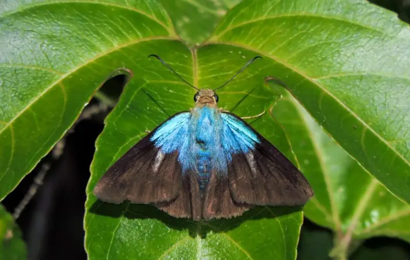 Black and Blue Butterfly