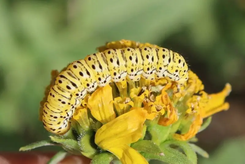 Yellow Caterpillars with Black Spikes