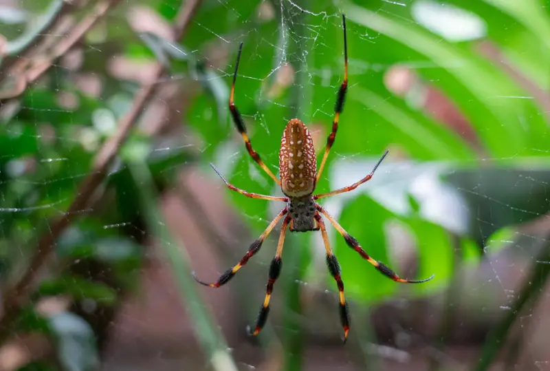 Florida Spiders