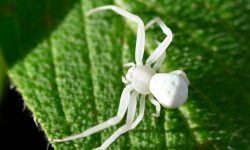 20 Types of White Spiders (With Pictures and Identification)