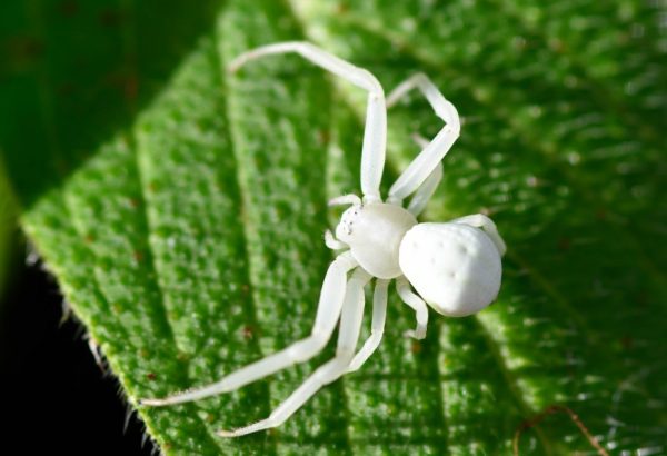 White Spiders